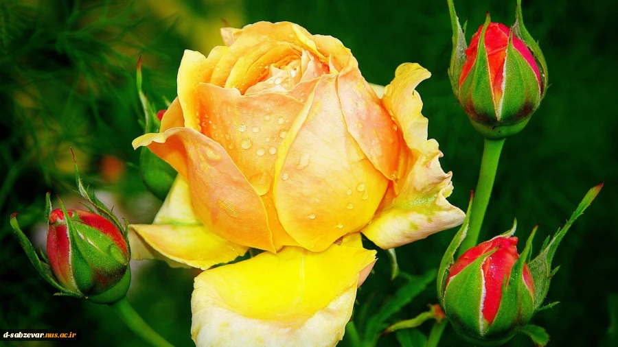 حلول ماه ربیع الاول  مبارک