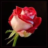 حلول ماه ربیع الاول  مبارک
